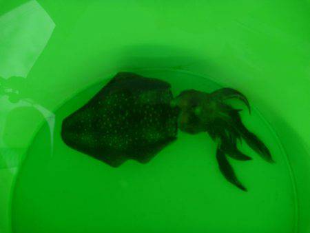 海水浴のついでに。。。