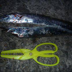 娘とタチウオ釣行