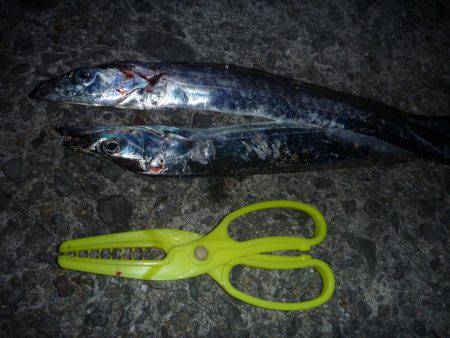 娘とタチウオ釣行