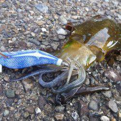 タチウオ＆アオリ