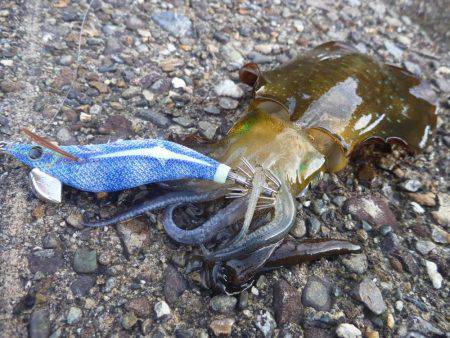 タチウオ＆アオリ