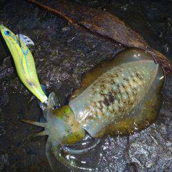 雨の中での釣果