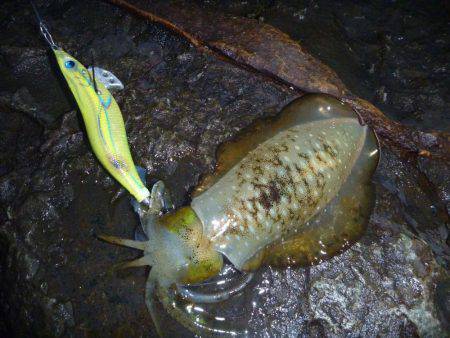 雨の中での釣果