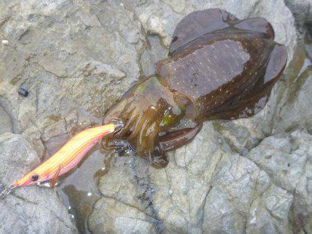 久しぶりの中紀エギング