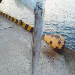 今年初めの太刀魚・・・・