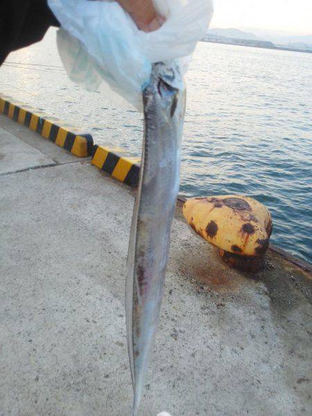 今年初めの太刀魚・・・・
