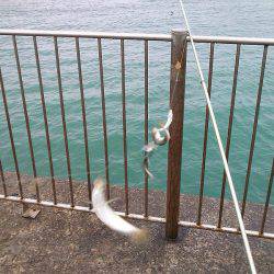 アジュール舞子のサビキ釣り