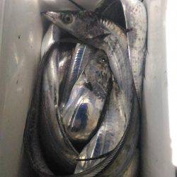 太刀魚まずまず