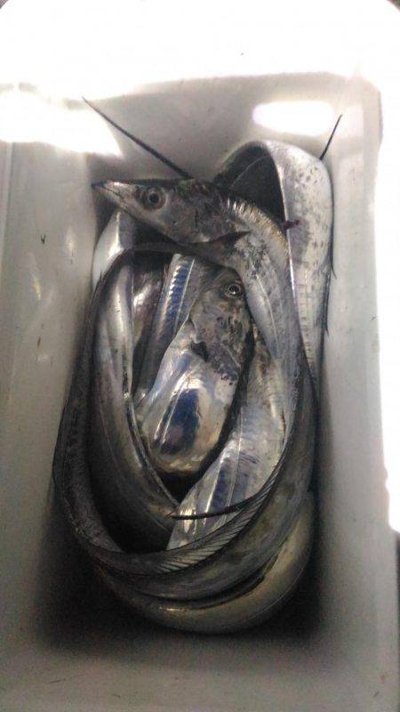 太刀魚まずまず