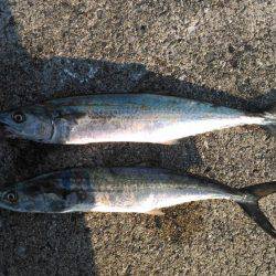 2日連続で太刀魚