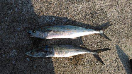 2日連続で太刀魚