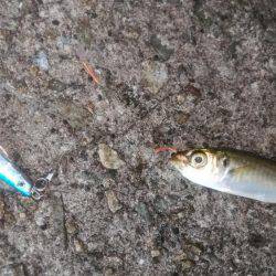 ジグサビキング