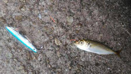 ジグサビキング