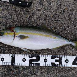 台風後の恩恵！青物ナブラ止まず！