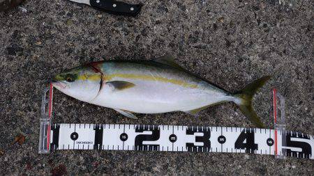 台風後の恩恵！青物ナブラ止まず！