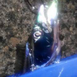 太刀魚ワインド‼