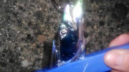 太刀魚ワインド‼