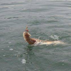 ジギングからのエギング