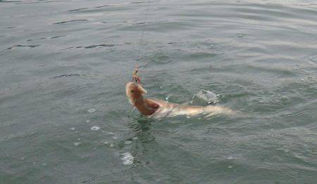 ジギングからのエギング