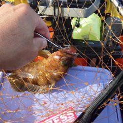 マイカヤック釣行　結構釣れました