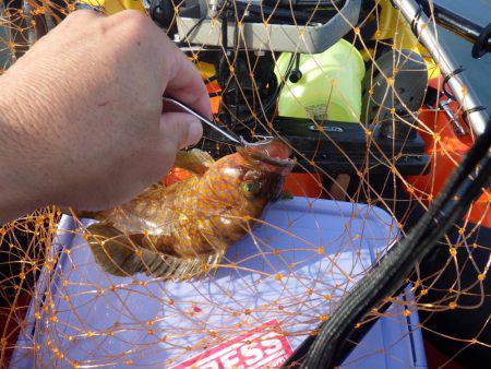 マイカヤック釣行　結構釣れました