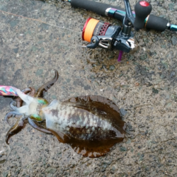 アオリ今秋初釣行