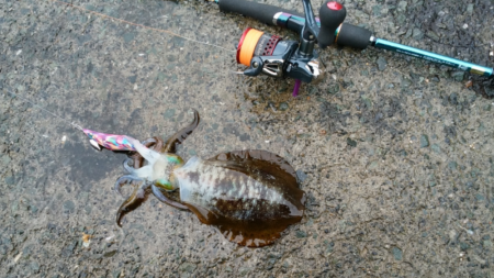 アオリ今秋初釣行