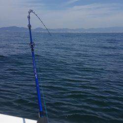 須磨で太刀魚②