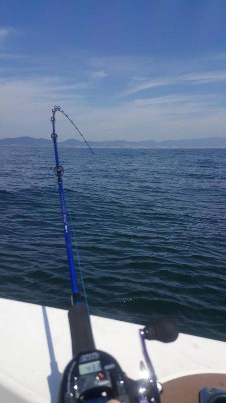 須磨で太刀魚②