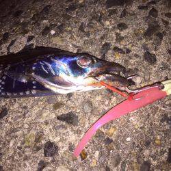 アタリが渋すぎ〜