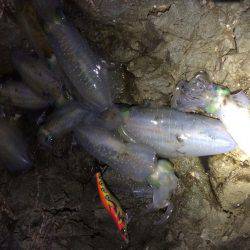 短時間エギング