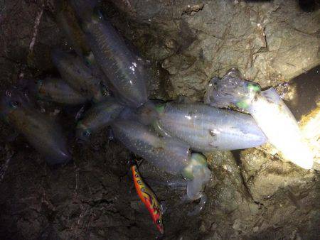 短時間エギング