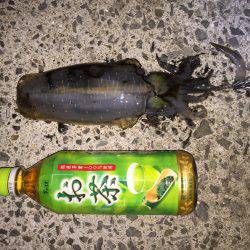 田ノ浦漁港エギング14回目