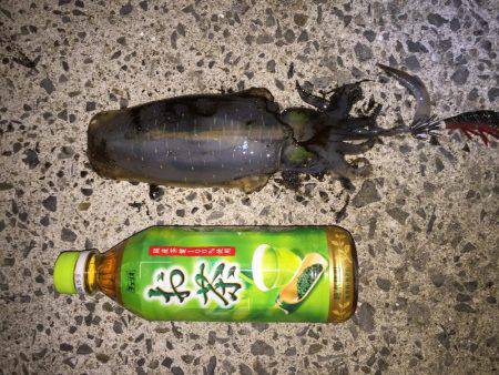 田ノ浦漁港エギング14回目