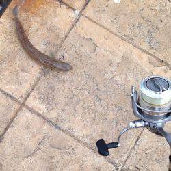 オシャレなエソ