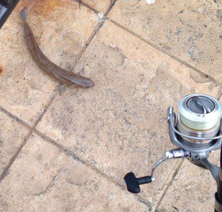 オシャレなエソ