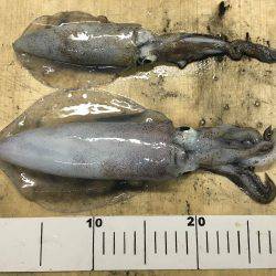 アオリイカ調査