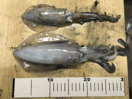 アオリイカ調査