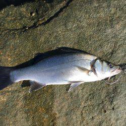 朝練 残業ありです。