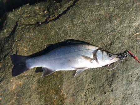 朝練 残業ありです。