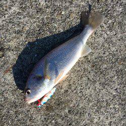 ポーアイ沖ライトショアジギング