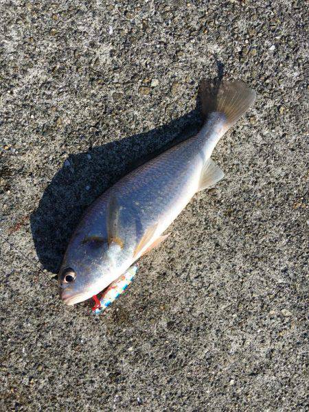 ポーアイ沖ライトショアジギング