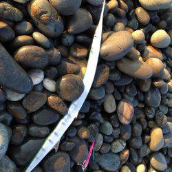 七里御浜 青物狙うも…