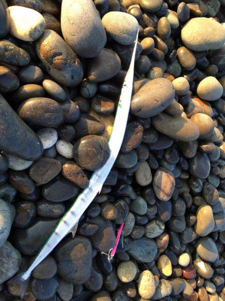 七里御浜 青物狙うも…