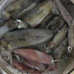 イカいっぱいおった((((；ﾟДﾟ)))))))