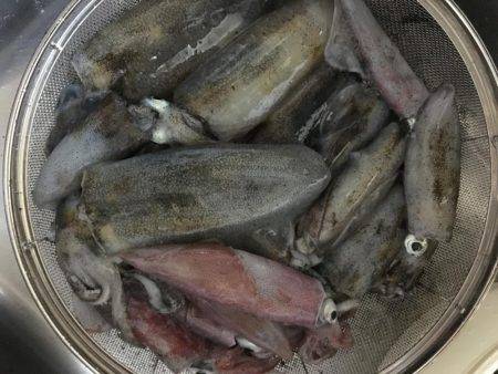 イカいっぱいおった((((；ﾟДﾟ)))))))