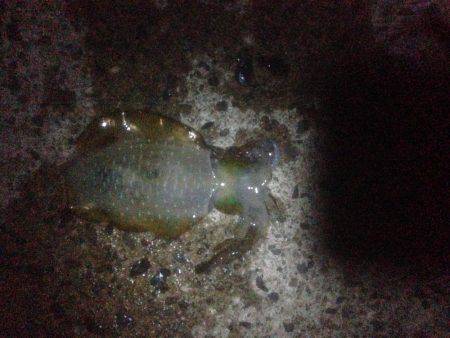 高潮が残りながらも