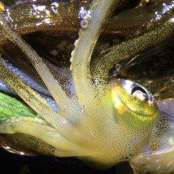 アオリイカ15cm出ました！