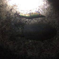 タコから始まる寸劇