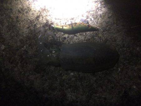 タコから始まる寸劇